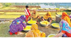 কুমড়া বড়ি তৈরিতে ব্যস্ত গৃহিণী