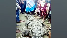 জেলের জালে ধরা পড়ল ১০ ফুট লম্বা কুমির