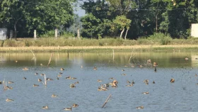 অতিথি পাখির স্বর্গরাজ্য আনোয়ারা