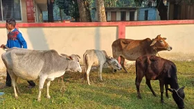 চুরির ৪ গরু নেওয়ার পথে গাড়ির চাকা পাংচার, মহাসড়কের পাশে রেখে পালাল চোর
