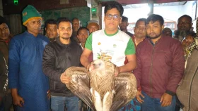 গাইবান্ধায় হিমালয়ান শকুন উদ্ধার