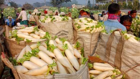 ফুলকপি-মুলা ২ টাকা কেজি, হতাশ চাষিরা
