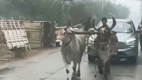চার্জ শেষ, গরু এসে টানল নেতার ইলেকট্রিক গাড়ি