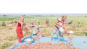 শঙ্কায় আগাম পেঁয়াজ তুলছেন কৃষক