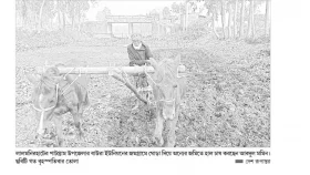 ঘোড়া দিয়ে হাল চাষে সংসার চলে মমিনের