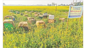 হলুদের সমারোহে মৌচাষ
