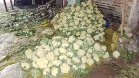 ২ টাকাতেও বিক্রি হচ্ছে না ফুলকপি, গরুকে খাওয়াচ্ছেন কৃষকরা