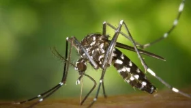 ২৪ ঘণ্টায় ডেঙ্গুতে মৃত্যু নেই, হাসপাতালে আরও ৬১