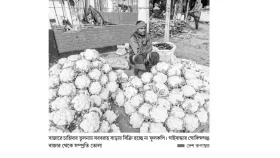 দুই টাকায়ও বিক্রি হচ্ছে না ফুলকপি, ক্ষতির মুখে কৃষক