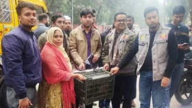 উদ্ধার হওয়া ৮ হনুমানের ঠাঁই গাজীপুর সাফারি পার্কে