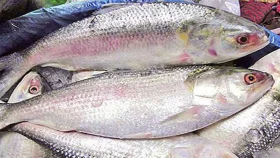 এক ট্রলারেই ১৯৫ মণ ইলিশ&zwnj;&zwnj;, ৪০ লাখ টাকায় বিক্রি!