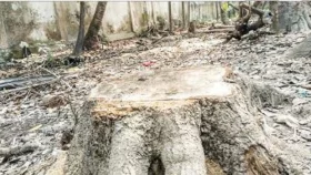 আবহাওয়াবিদের হাতে সাবাড় গাছ
