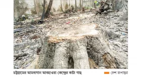 আবহাওয়াবিদের হাতে সাবাড় গাছ