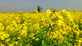 সরিষা ফুলের উপকারিতা&nbsp;