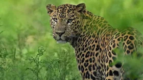 তুলা ক্ষেতে শিশুর ওপর ঝাঁপিয়ে পড়ল চিতাবাঘ