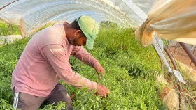 চলতি বছর চার হাজার বাংলাদেশিকে কাজের সুযোগ দিবে গ্রিস