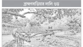 মহিষের ঘানিতে কোটি টাকার লালি