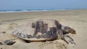 প্রজনন মৌসুমে সৈকতে আবারও মৃত কচ্ছপের স্রোত