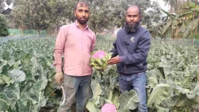 ব্যতিক্রমী ফুলকপি চাষে প্রথমবারেই আকরামের বাজিমাত!