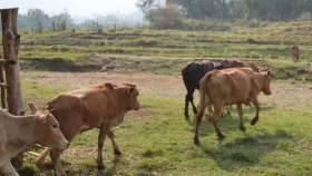 গবাদিপশু আমদানি নিষিদ্ধ করল চীন, তালিকায় রয়েছে বাংলাদেশ