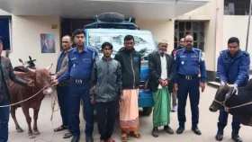 পিকআপে গরু নিয়ে পালাচ্ছিল তিন চোর, অতঃপর ...