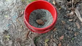 ঝিনাইদহে কলাবাগান থেকে হ্যান্ড গ্রেনেড উদ্ধার 