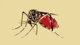 ডেঙ্গুতে আক্রান্ত হয়ে ২৭ জন হাসপাতালে ভর্তি