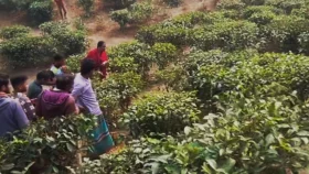 চা বাগান থেকে কিশোরীর গলা ও হাতের কব্জি কাটা মরদেহ উদ্ধার&nbsp;