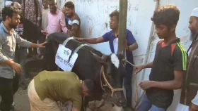 ভূরিভোজের জন্য ধানমন্ডি ৩২ নম্বরে আনা হলো গরু