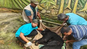 দিনাজপুরে উদ্ধার ৫ ভল্লুক আসল গাজীপুর সাফারি পার্কে