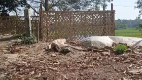 মুন্সীগঞ্জে কবরস্থান থেকে ৫ খুলি চুরি