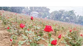 তিন দিবসকে সামনে রেখে ব্যস্ত সিংগাইরের ফুলচাষিরা