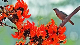 আজ পহেলা ফাল্গুন, স্বাগত জানাতে নানা আয়োজন