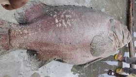 জেলের জালে ধরা পড়ল ১৯৪ কেজি ওজনের ভোল মাছ