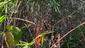 লাউয়াছড়ায় আগুনে পুড়ল বন্যপ্রাণীর আবাসস্থল