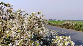 গ্রামবাংলার প্রকৃতিতে সৌন্দর্য ছড়াচ্ছে ভাঁটফুল