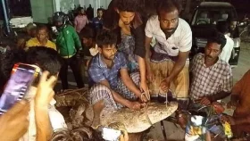 শৈলকূপায় লোকালয়ে ধরা পড়েছে বিশালাকার কুমির