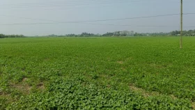 রায়পুরে সয়াবিন চাষে স্বপ্ন দেখছেন কৃষকরা