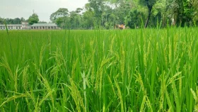 তিস্তাপাড়ে আদিগন্ত ভরপুর বোরোতে