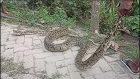 ২০ ফুট লম্বা অজগর লোকালয়ে, বনে অবমুক্ত