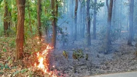 সুন্দরবনের আগুন নিয়ন্ত্রণে, কারণ জানতে তদন্ত কমিটি