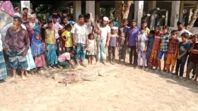 মাদারীপুরে কুমির পিটিয়ে হত্যা