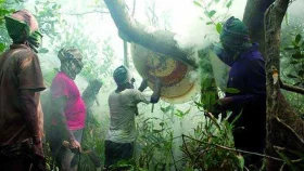 সুন্দরবনে এবার ১ এপ্রিল হচ্ছে না মধু সংগ্রহ উৎসব