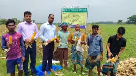 মুরাদনগরে ভুট্টা চাষে আগ্রহ বাড়ছে কৃষকদের
