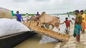 নৌপথে নিরাপত্তা নিয়ে উদ্বিগ্ন শাহজাদপুরের গরু ব্যবসায়ীরা