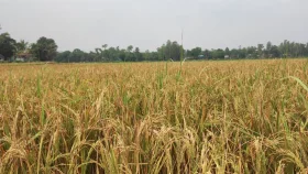 ইটভাটার বিষাক্ত গ্যাসে নষ্ট ১৫ একরের ধান