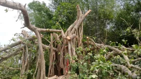 &lsquo;শিরক&rsquo; আখ্যা দিয়ে কাটা হলো শতবর্ষী বটগাছ, সোশ্যালে সমালোচনা