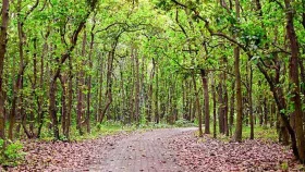 দখলে ছোট হচ্ছে ভাওয়াল বন