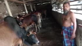 কাশিয়ানীতে প্রস্তুত রাখা হয়েছে প্রায় ৭ হাজার কোরবানির পশু