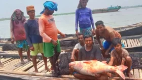 মেঘনায় জেলের জালে ২৯ কেজির বিগহেড মাছ, সাড়ে ২৪ হাজার টাকা বিক্রি